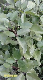 Image result for Melasma calycinum