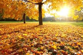 5 Top Texas Trees For Fall Color Blog Preservation Tree Services Dallas Fort Worth Tx During the first two weeks of october, chicago's trees shake off the last vestiges of summer in favor of red, orange and yellow splendor. 5 top texas trees for fall color blog