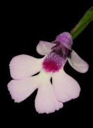 Image result for Cynorkis kassneriana