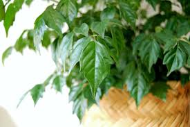 We did not find results for: China Doll Plant Indoor Care And Growing Guide