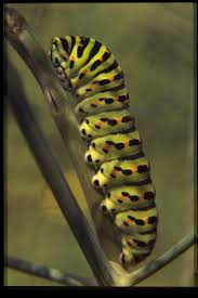 Buchsbaumzünsler schlüpfen im zeitraum zwischen ende mai und mitte juni und nochmal zwischen ende juli und anfang september aus ihren eiern. Schwalbenschwanz