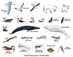 North Pole Animals North Pole Animals Antarctic Animals Animals