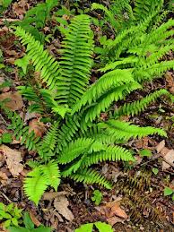 Image result for Polystichum