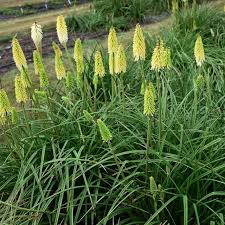 Image result for Kniphofia grantii