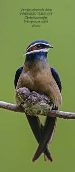 Pin By Kerrie Bentley On Beauty Pet Birds Birds Bees Butterflies Beautiful Birds