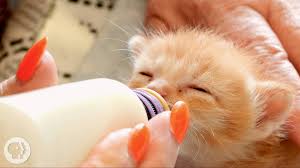 Never feed a kitten that is cold as they cannot digest food when they are chilled. How Kittens Go From Clueless To Cute Kqed