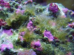 It is detrimental when it is left thoroughly untreated. How To Get Rid Of Hair Algae In A Reef Tank Complete Guide