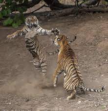 Tigress Strikes Incredible Dancing Pose As She Fights Off Young Male Pet Tiger Tiger Pictures Animals Wild