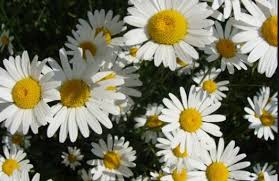 Lady orchid tumbuh dengan warna putih yang dihiasi dengan warna ungu gelap di bagian pinggir dan bagian. Jual Bibit Osteospermum African Daisy White Bunga Putih Cantik Tanaman Hias Daisy Di Lapak Kartika Key Bukalapak