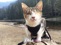 Gorme Engelli Kedilerin Bakimi Hakkinda Bilmeniz Gereken Her Sey Kedi Blog