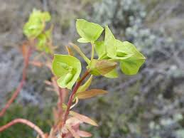 Image result for Euphorbia schimperiana