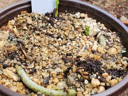 Image result for Ceropegia pygmaea