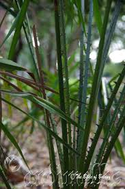 Image result for Fuirena leptostachya