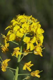 Image result for Brassica rapa