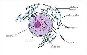 Maybe you would like to learn more about one of these? Nucleus Definition Structure Function Cellular Vs Atomic Nuclei