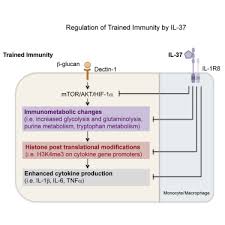 Join us now, everyday 9pm only on uc browser. The Anti Inflammatory Cytokine Interleukin 37 Is An Inhibitor Of Trained Immunity Sciencedirect