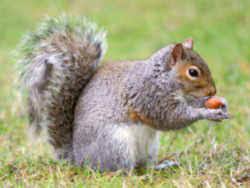 The north carolina comprehensive articulation agreement (caa) baccalaureate degree plans were created to assist students at the 58 nc community colleges to prepare to transfer to nc state. North Carolina State Mammal Gray Squirrel
