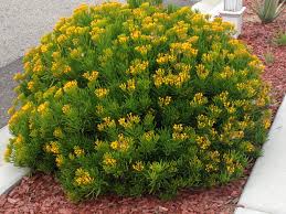 Image result for Senecio propior