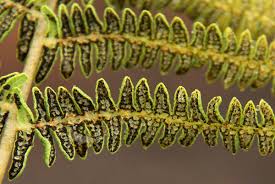 Image result for Thelypteris confluens