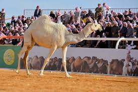 Why should humans have all the fun? Saudi Arabia Has Botox Plastic Surgery A Beauty Pageant For Camels