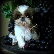All have had their dew claws removed, all puppy shots, they have been wormed and… imperial & chinese imperial shihtzu puppies in alabama 473.89 miles. Alabama Imperial Shihtzu Shih Tzu Puppies Shih Tzu Puppies For Sale In Imperial Shih Tzu Shih Tzu Puppy Shih Tzu