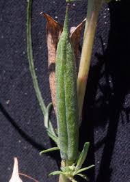 Image result for Sesamum alatum