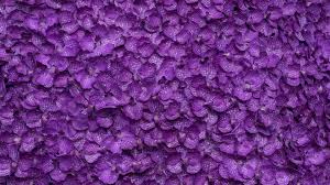 Purple flower lavender bloom nature flowers plant blossom garden violet. Wallpaper Phalaenopsis Many Purple Flowers Background 3840x2160 Uhd 4k Picture Image