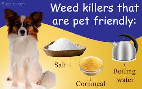 The ideas listed above are useful. Natural Homemade Weed Killers That Are Safe For Your Pets Gardenerdy