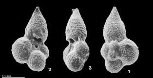 Image result for Globimetula