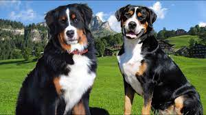 The male has a lab dad/newfie mom, and the female has a lab mom/newfie dad. Bernese Mountain Dog Vs Great Swiss Dog Highlights Youtube