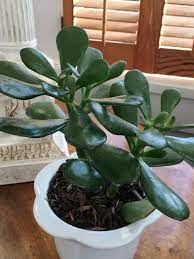 Snip the leaf from the plant. Jade Plant Care And Maintenance Hgtv