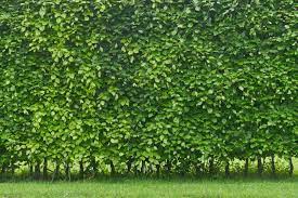 Hecken, zäune oder mauern halten fremde blicke (und den wind) fern. Pflegeleichte Hecken Unsere Top 6 Als Sichtschutz Plantura