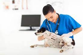 Maybe you would like to learn more about one of these? Pet Dermatology In Arlington Tx By Gully Animal Hospital