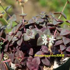 Image result for Crassula alsinoides
