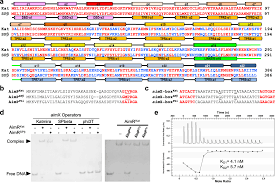 Image result for Shira Red 2014 A1