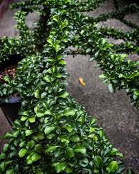 Image result for Buchnera randii