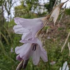 Image result for Dierama formosum/plowesii intermediates
