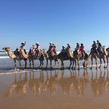 Port stephens is an area surrounding the port stephens bay, just north of newcastle in new south wales. Oakfield Ranch Camel Rides Animal Hire Horse Drawn Carriages
