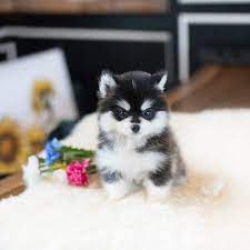 They have been brought up in a family environment and no expense has been spared to give these pups the best possible start. Micro Teacup Pomsky Cuteanimals