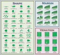 Downloads Leaf Identification Tree Id Plant Identification