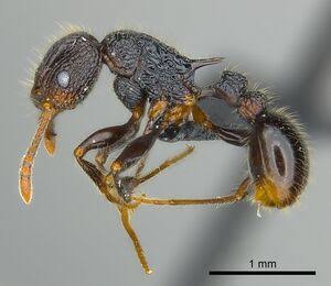 Tetramorium nazgul - AntWiki