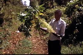 Image result for Hagenia abyssinica