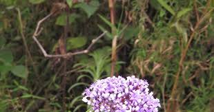 Image result for Phylohydrax