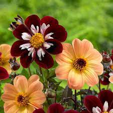 Mignon Dahlias Have Daisy Like Flowers With A Single Row Of Petals Around A Contrasting Center The Com Longfield Gardens Late Summer Flowers Beautiful Flowers