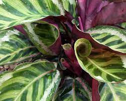 Si tratta di una pianta rampicante, che in natura raggiunge la sua particolare foglia di diversi colori, è. Calatea Calathea Piante Da Interno Calatea Calathea Appartamento