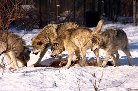 Instead, they live a feast or famine lifestyle; Predator Eat Predator New Findings Give Insight Into A Varied Wolf Diet Furbearer Conservation