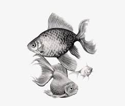 Winners are chosen randomly from the people who have bought my calendar and sent in their entry postcards. Goldfish Spiral Notebook For Png Library Realistic Drawing Of Goldfish 558x700 Png Download Pngkit