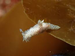 Image result for Eulalia polyneura