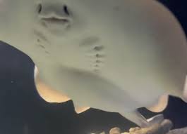 Image result for Stingray