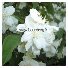 Philadelphus Manteau D Hermine Seringat Manteau D Hermine Petite Fleur Blanche Hermine Plante Odorante